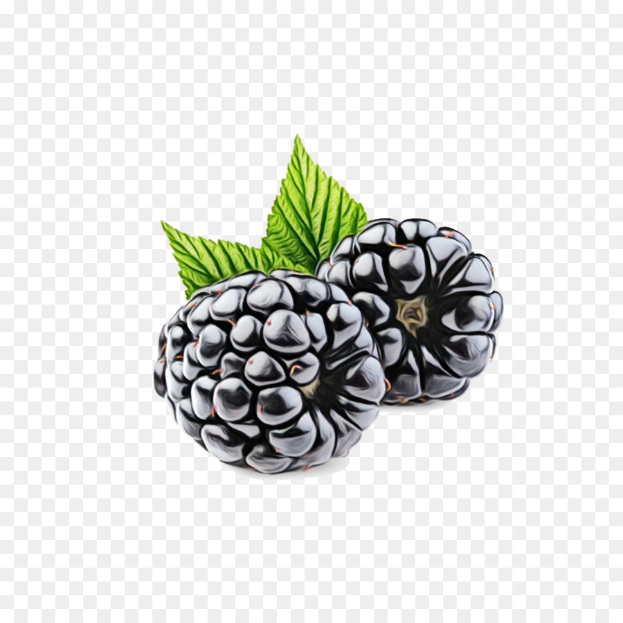 Fruta，Plantar PNG