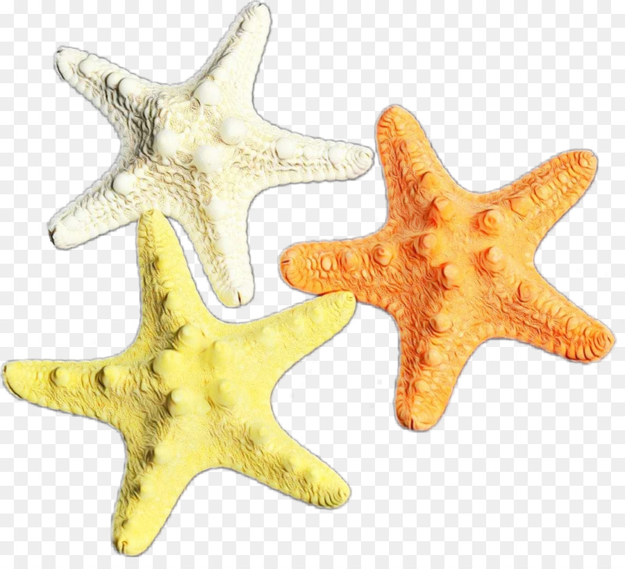 Estrela Do Mar，Amarelo PNG
