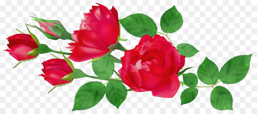 Rosas，Rosa PNG