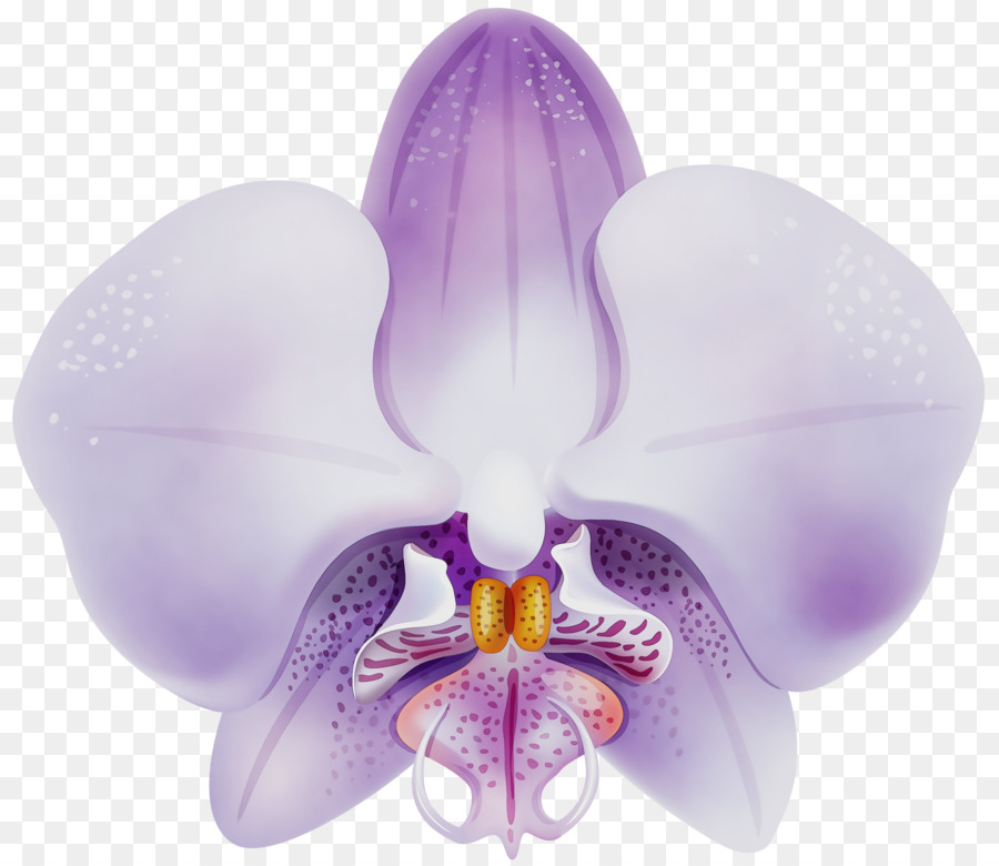 Orquídea Mariposa，Tolet PNG