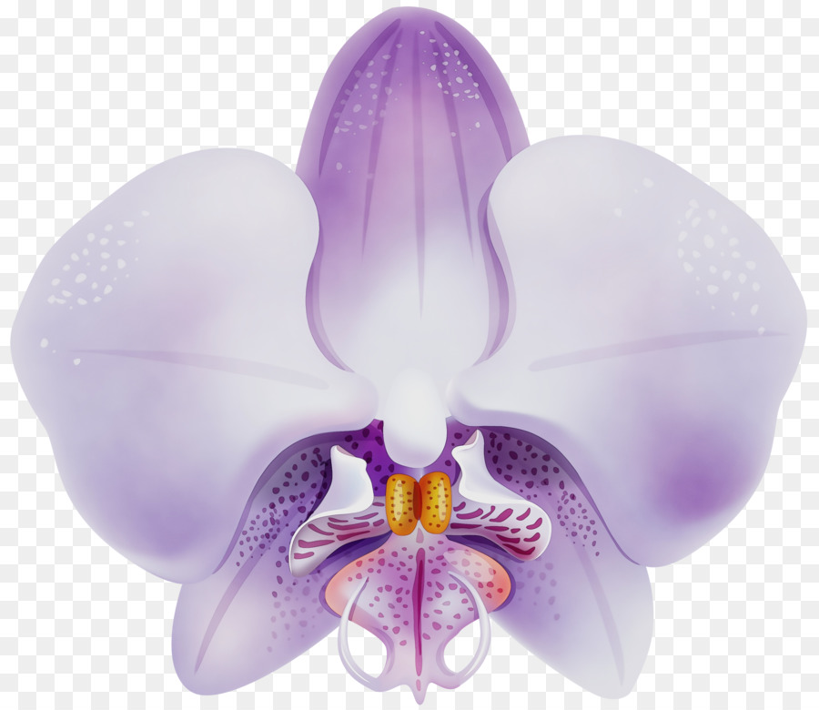 Orquídea Roxa，Roxo PNG