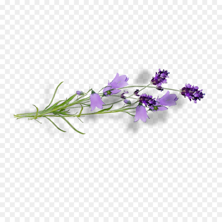 Lavanda，Roxo PNG