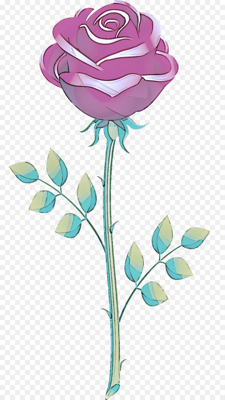 Rosa Rosa，Florescer PNG