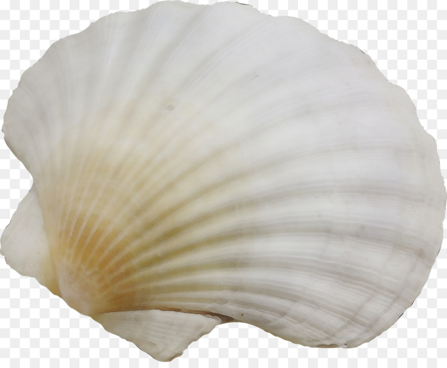 Concha，Oceano PNG