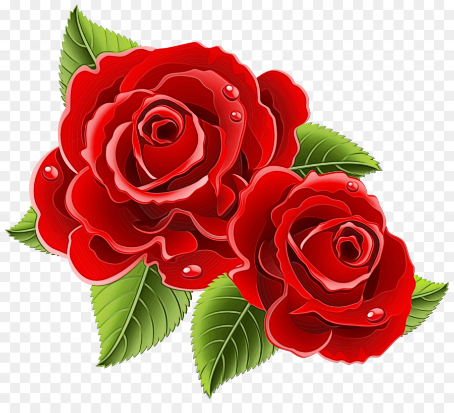 Rosas，Florescer PNG