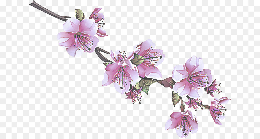 Flores Cor De Rosa，Florescer PNG