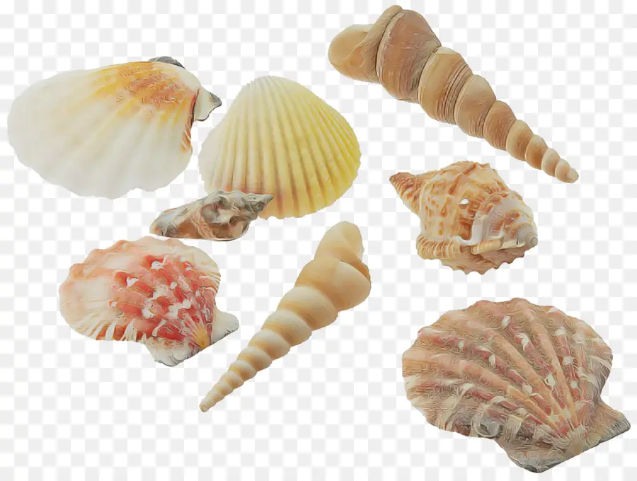 Shell，Conchiglie PNG
