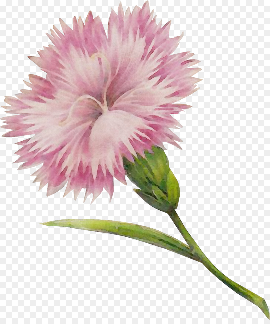 Flor Rosa，Florescer PNG