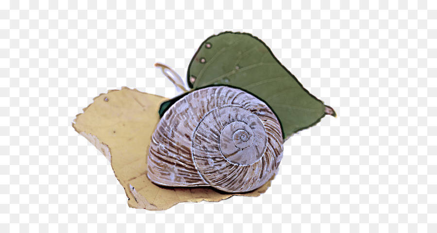 Caracol，Repolho PNG