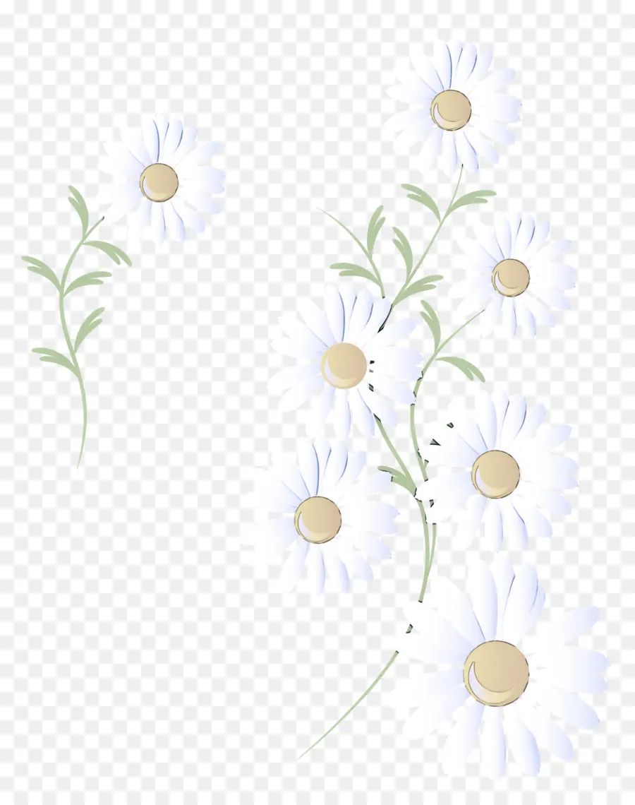 Branco，Camomile PNG