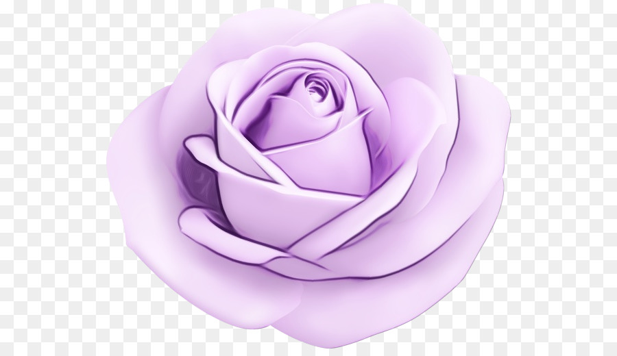 Roxo，Rosa PNG