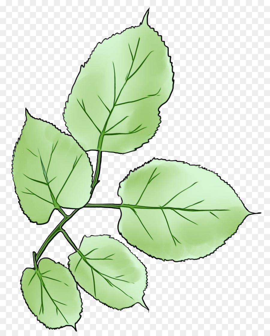 Folha，Planta PNG