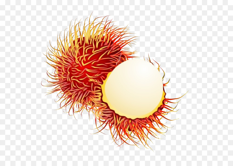 Rambutan，Laranja PNG