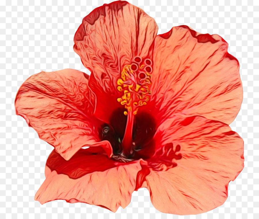 Flor，Hibiscus PNG
