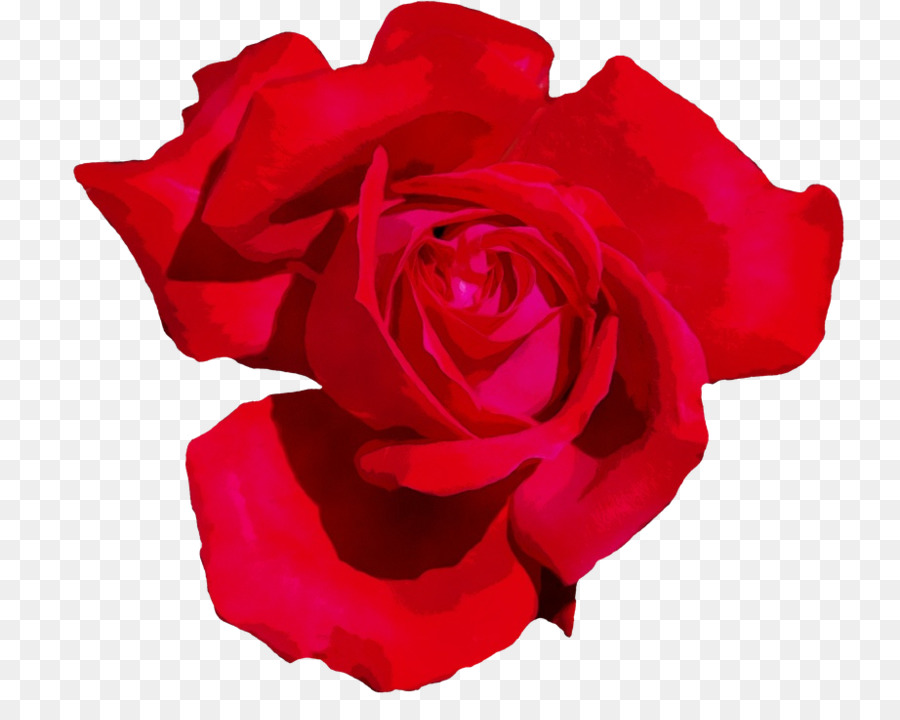 Rosas Vermelhas，Florescer PNG