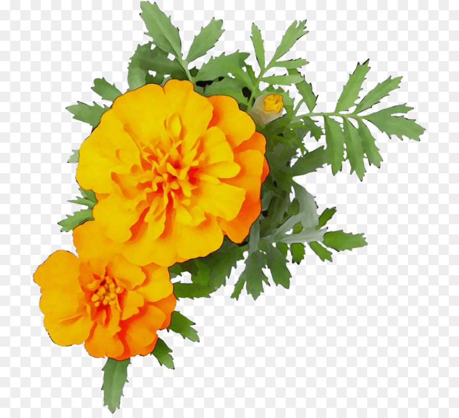 Flores Amarelas，Ramalhete PNG