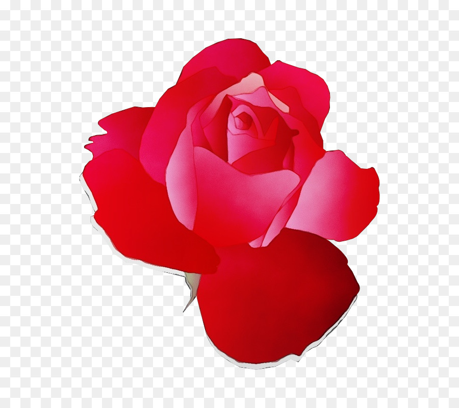 Rosas Roxas，Florescer PNG