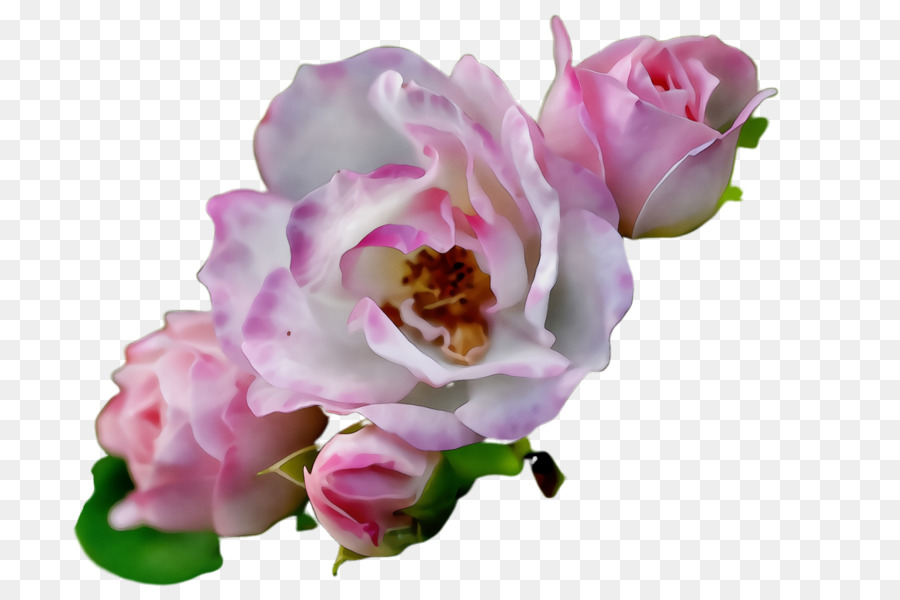 Flor Rosa，Florescer PNG