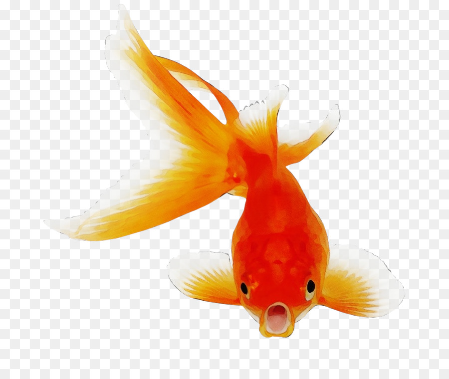 Peixe，Peixe Dourado PNG