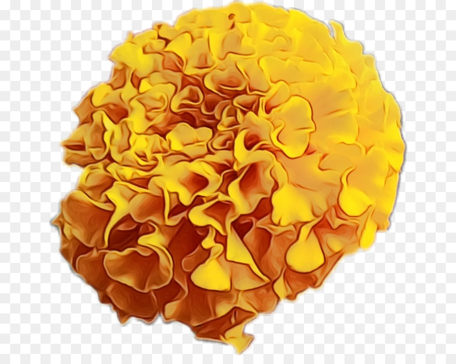 Amarelo，Tagetes PNG