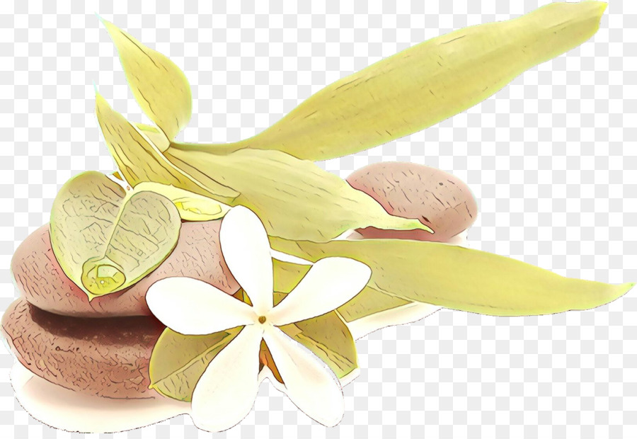 Frangipani，Planta PNG