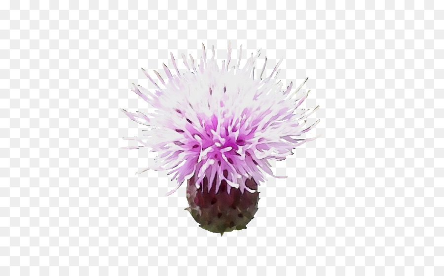 A Floração Da Planta，Thistle PNG