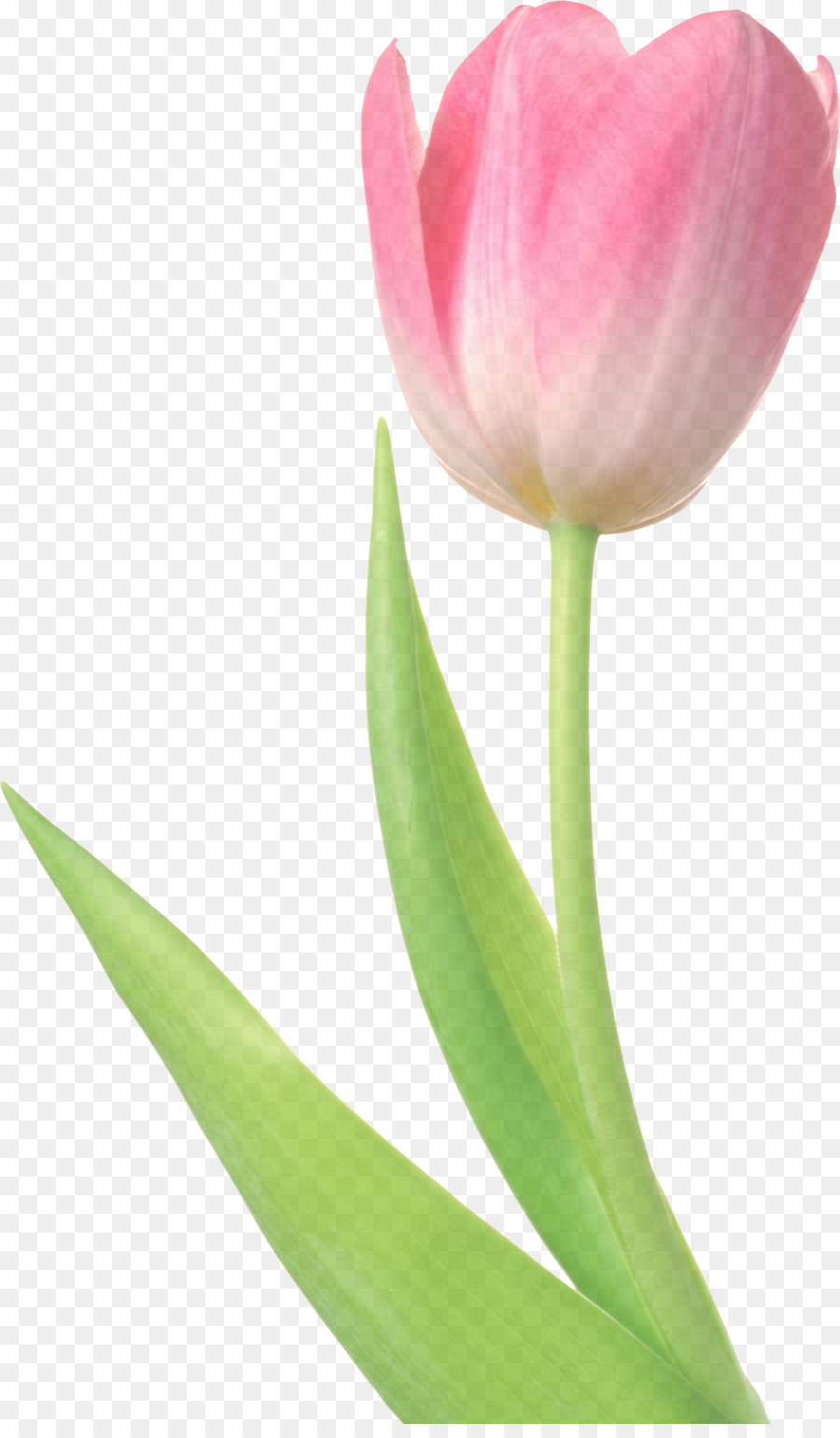 A Floração Da Planta，Flor PNG