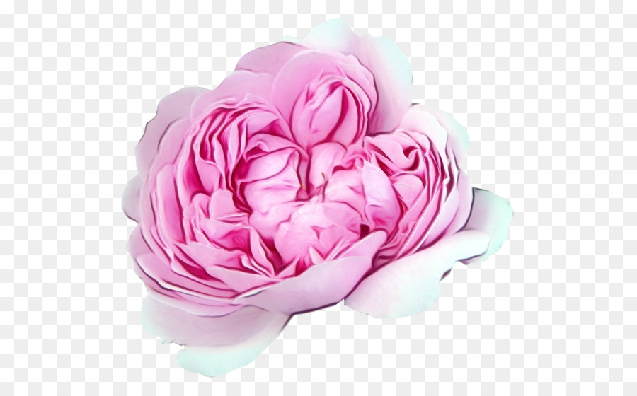 Flor Rosa，Florescer PNG