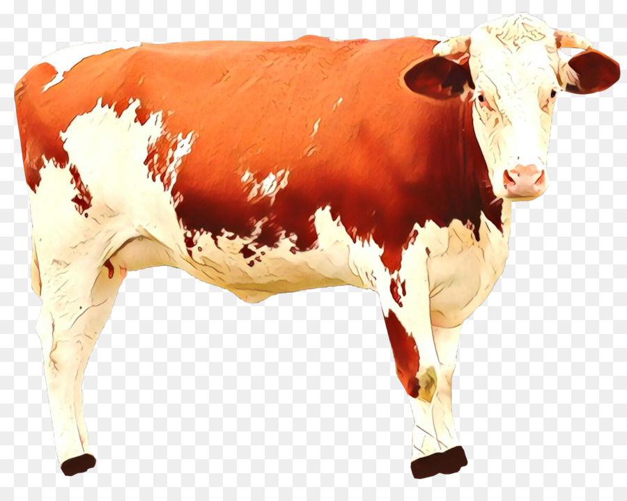 Vaca Leiteira，Bovinos PNG