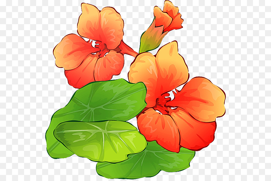 Flores De Antúrio，Folhas PNG