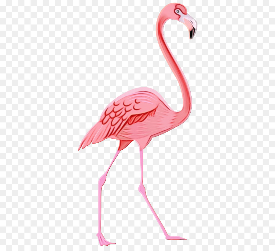 Flamingo，Maior Flamingo PNG