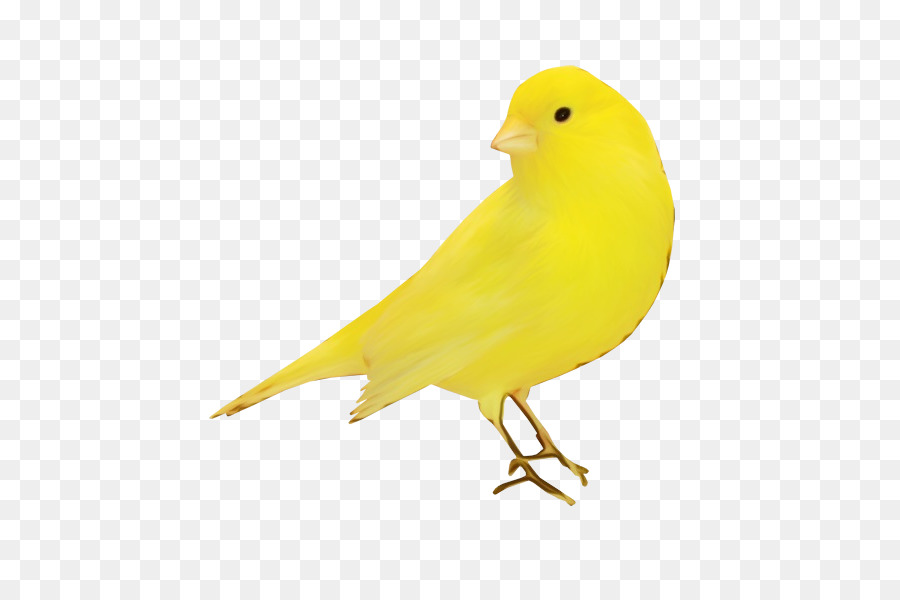 Pássaro Amarelo，Poleiro PNG