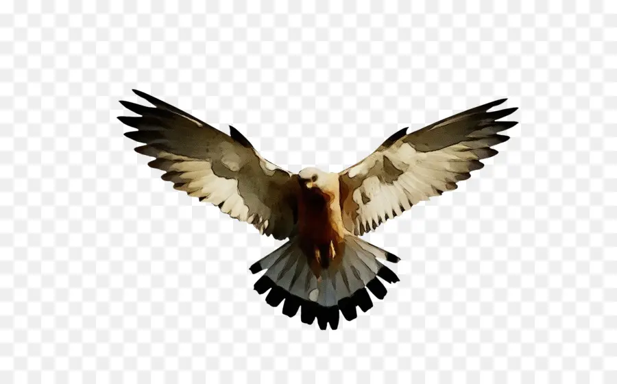 Pássaro，águia PNG