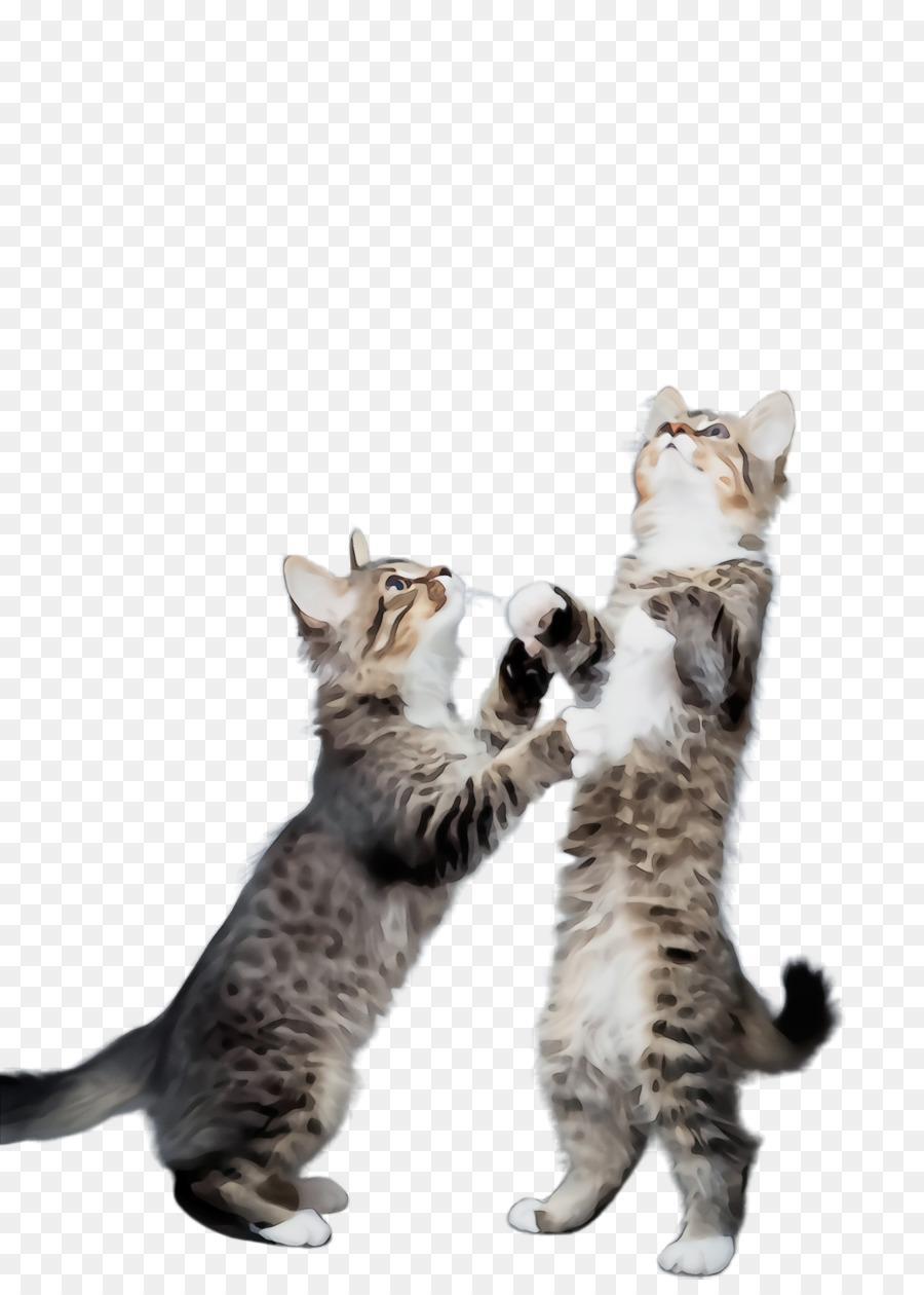 Gatinhos，Gatos PNG