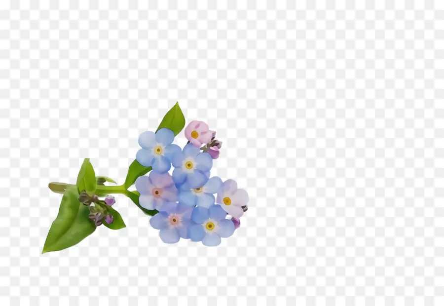 Flores Miosótis，Azul PNG