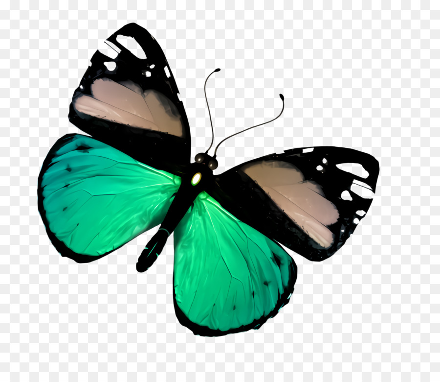 Mariposas E Borboletas，Borboleta PNG