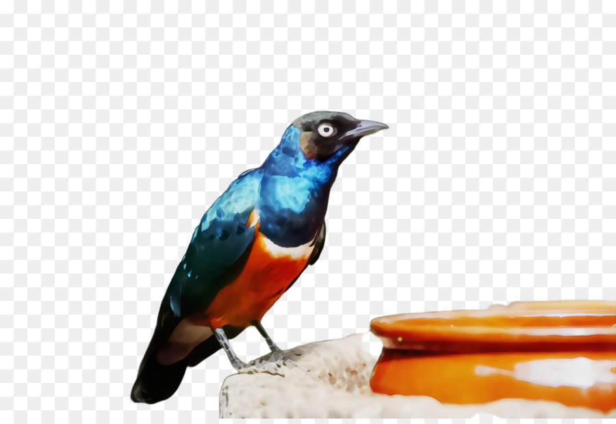 Aves，Bico PNG