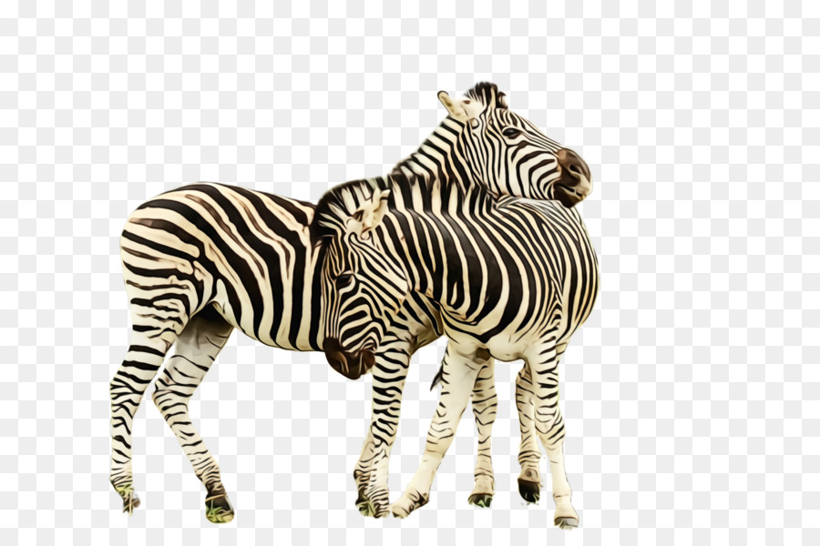 Zebra，Dos Animais Terrestres PNG