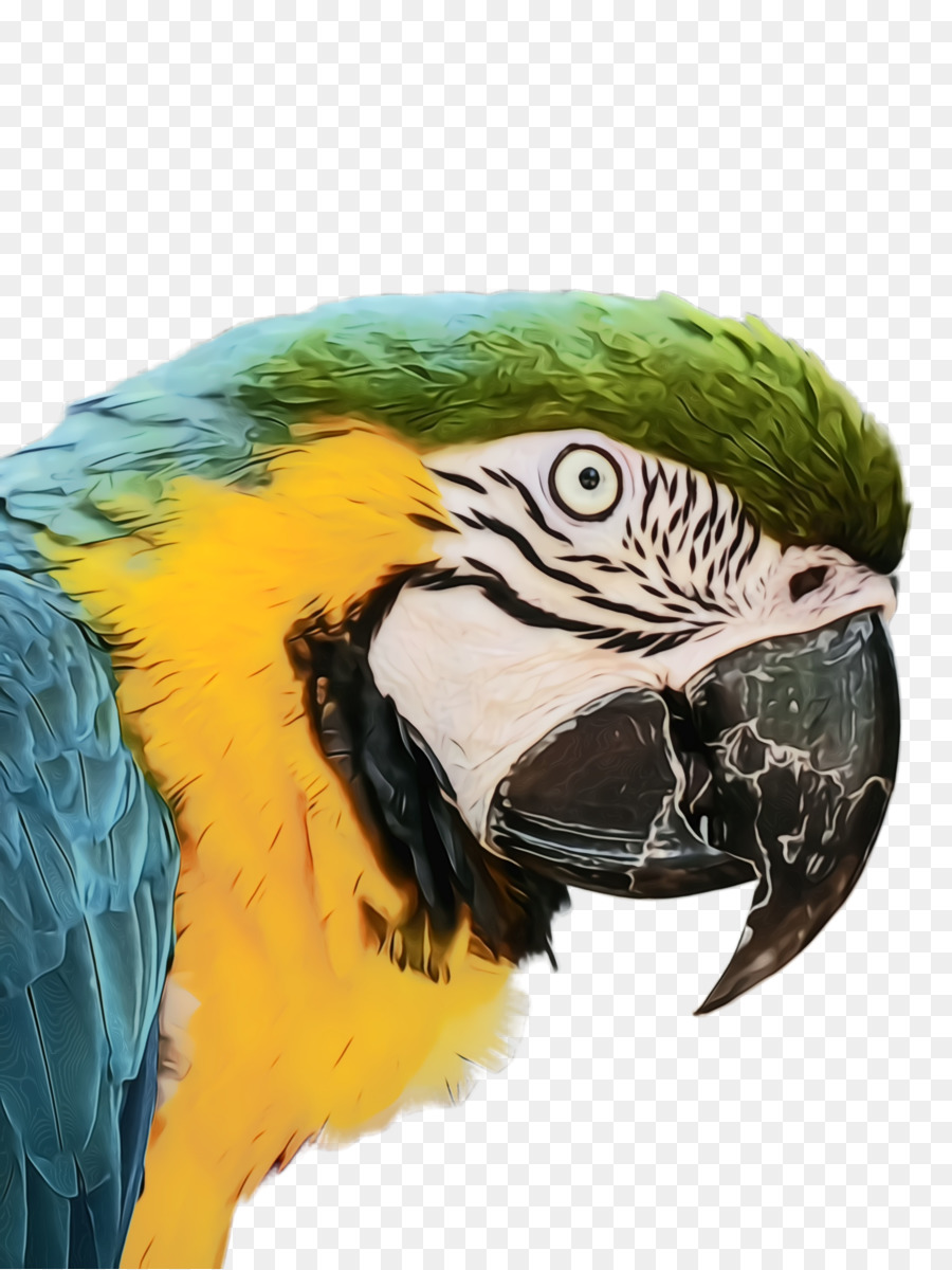 Papagaio Colorido，Pássaro PNG