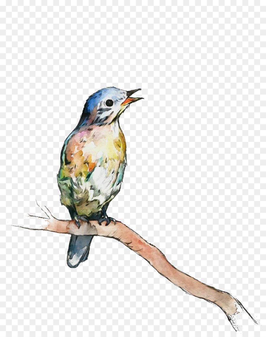 Aves，Tinta De Aquarela PNG