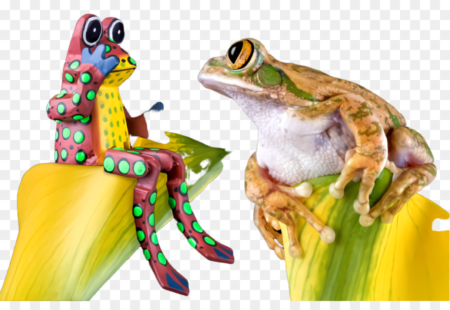 Sapo，Tree Frog PNG