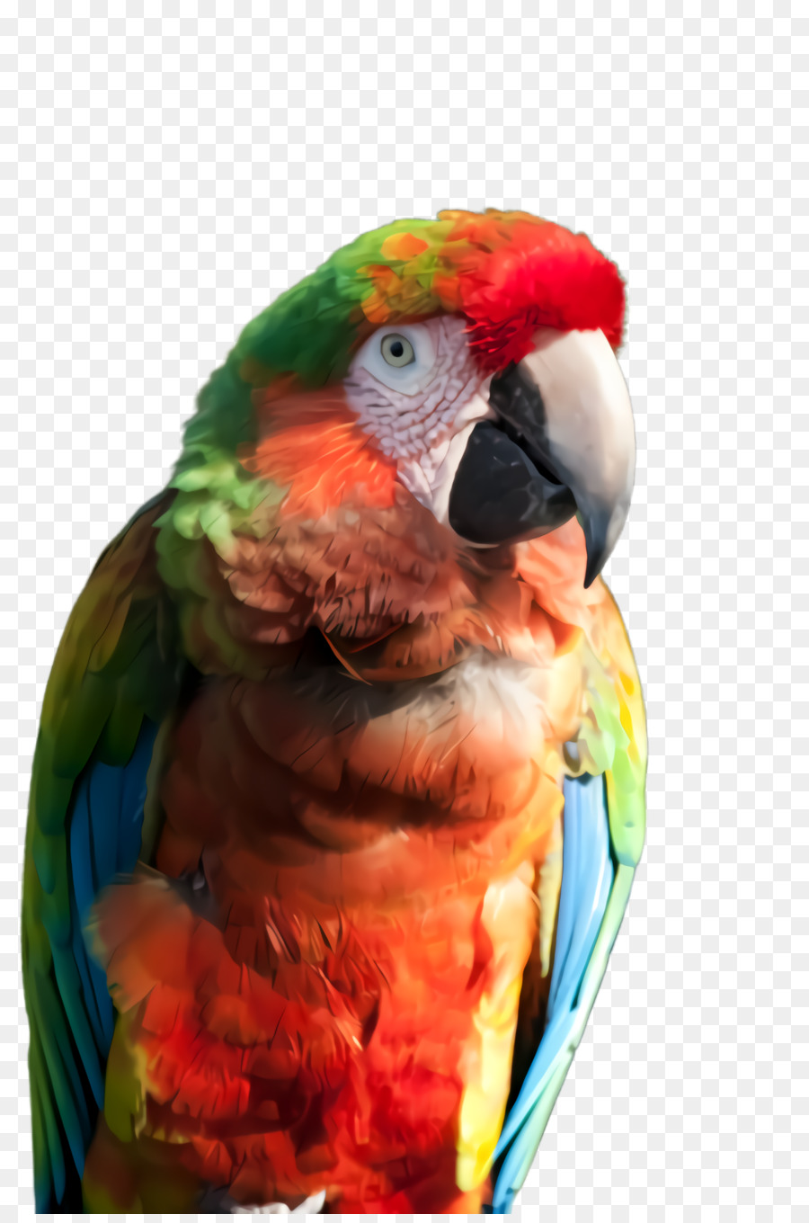 Macaw，Pássaro PNG
