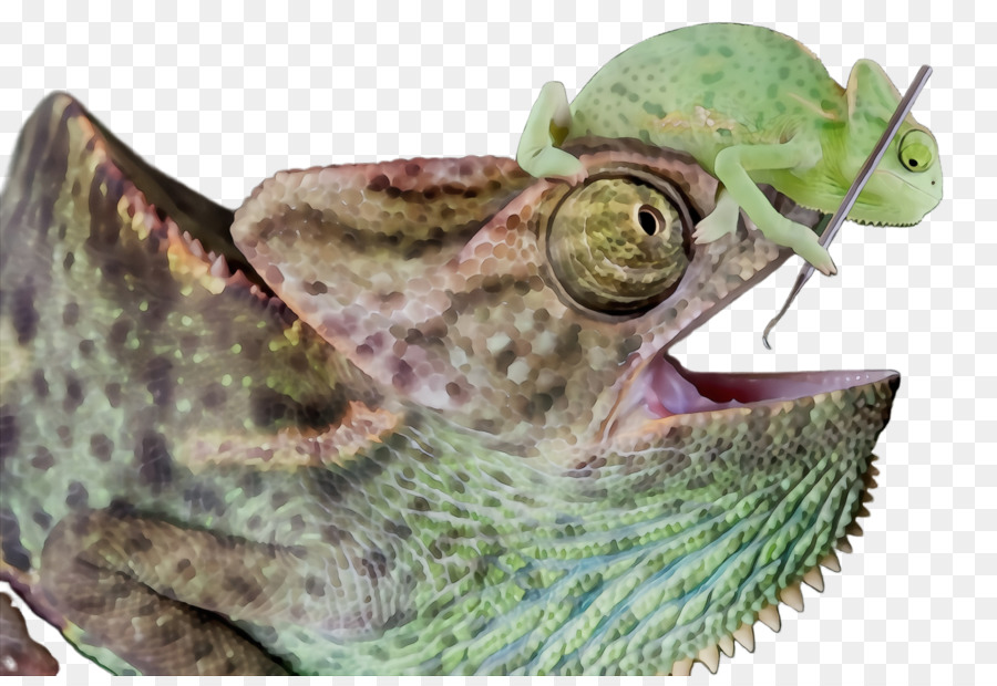 Camaleão，Répteis PNG