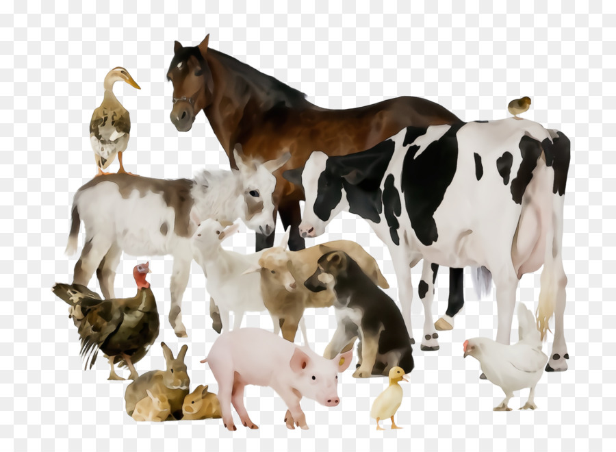 Animais De Fazenda，Cavalo PNG