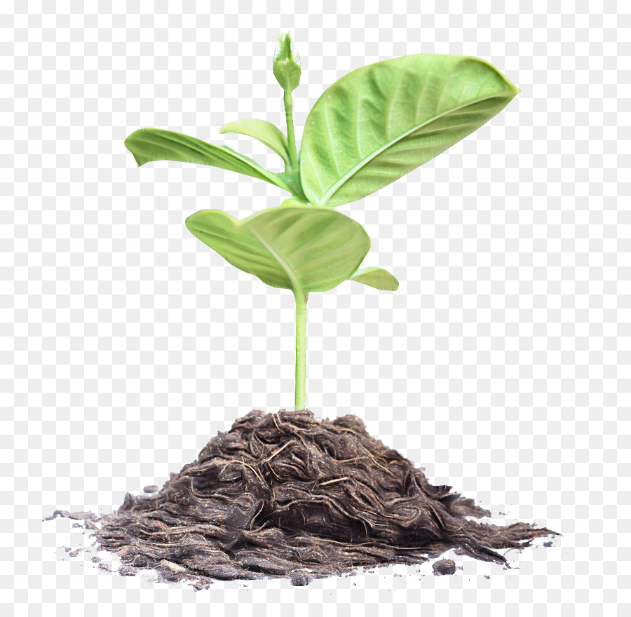 Folha，Planta PNG