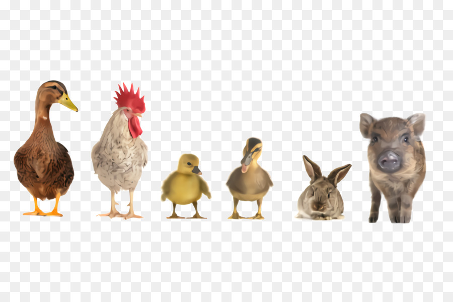 Animais De Fazenda，Pato PNG