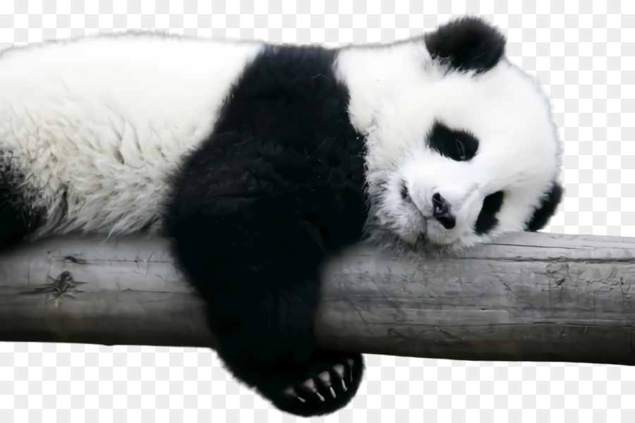 Panda，Urso PNG