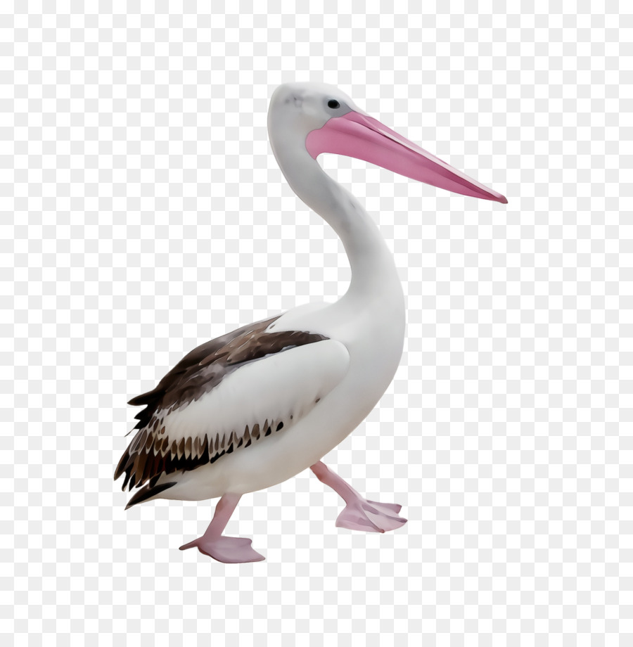 Pássaro，Pelicano PNG