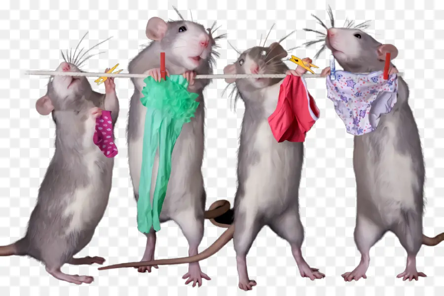 Rat，Muridae PNG