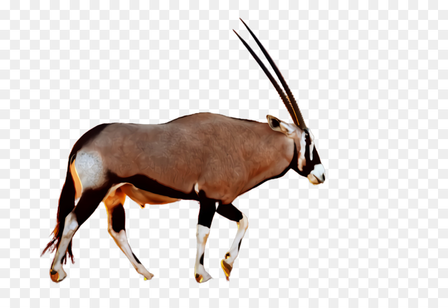 Gemsbok，Oryx PNG